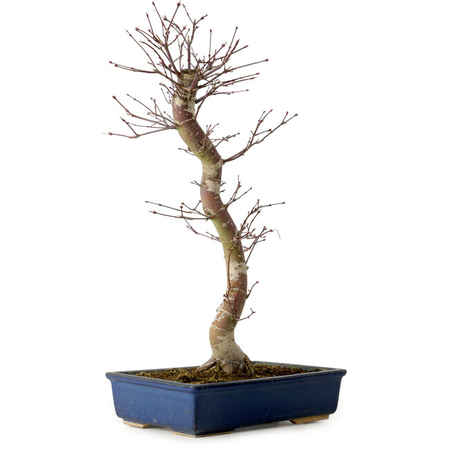 Acer palmatum Deshojo, 48 cm, ± 15 años, con un nebari de 9 cm