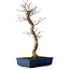 Acer palmatum Deshojo, 48 cm, ± 15 años, con un nebari de 9 cm