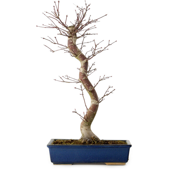 Acer palmatum Deshojo, 48 cm, ± 15 Jahre alt, mit einem Wurzelhals von 9 cm