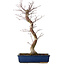 Acer palmatum Deshojo, 48 cm, ± 15 anni, con nebari di 9 cm