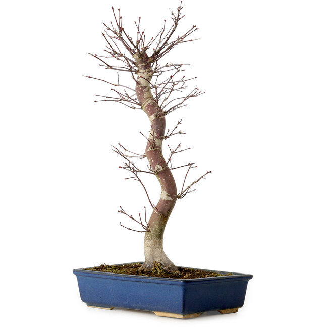 Acer palmatum Deshojo, 48 cm, ± 15 ans, avec un nebari de 9 cm
