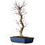 Acer palmatum Deshojo, 48 cm, ± 15 ans, avec un nebari de 9 cm