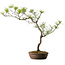 Pinus densiflora, 42 cm, ± 20 ans