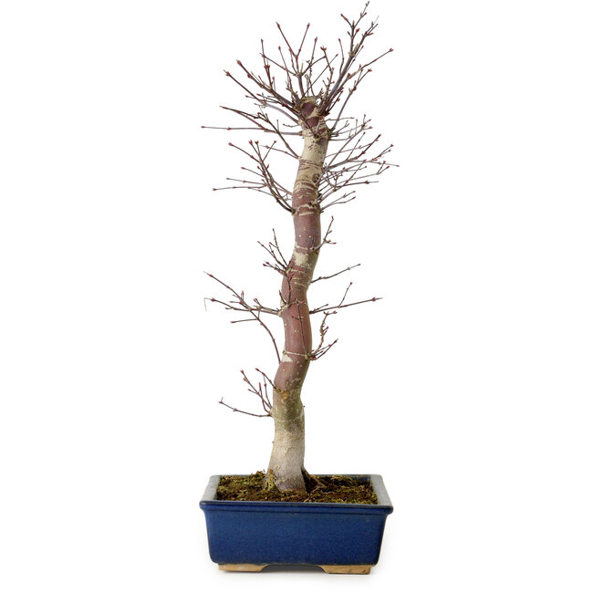 Acer palmatum Deshojo, 48 cm, ± 15 ans, avec un nebari de 9 cm