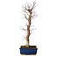 Acer palmatum Deshojo, 48 cm, ± 15 Jahre alt, mit einem Wurzelhals von 9 cm
