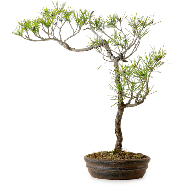 Pinus densiflora, 42 cm, ± 20 ans