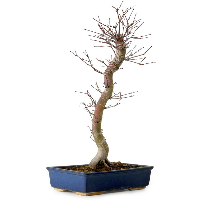 Acer palmatum Deshojo, 48 cm, ± 15 years old, with a nebari of 9 cm