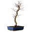 Acer palmatum Deshojo, 48 cm, ± 15 jaar oud, met een nebari van 9 cm