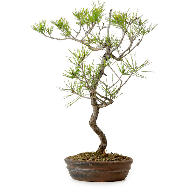 Pinus densiflora, 42 cm, ± 20 years old