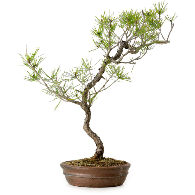 Pinus densiflora, 42 cm, ± 20 ans