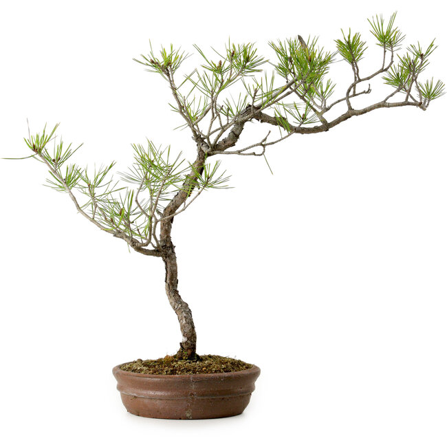 Pinus densiflora, 42 cm, ± 20 Jahre alt