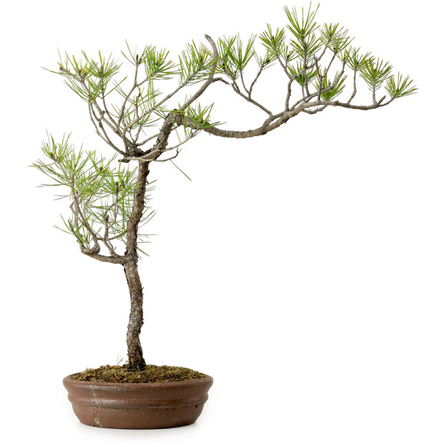 Pinus densiflora, 42 cm, ± 20 ans