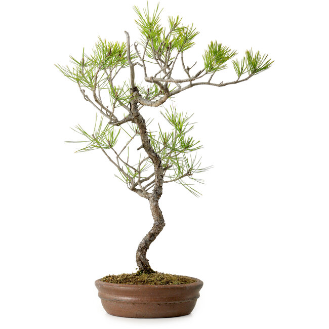 Pinus densiflora, 42 cm, ± 20 anni