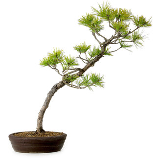 Pinus densiflora, 60 cm, ± 20 ans