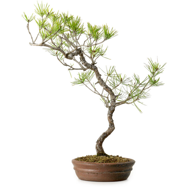 Pinus densiflora, 42 cm, ± 20 Jahre alt