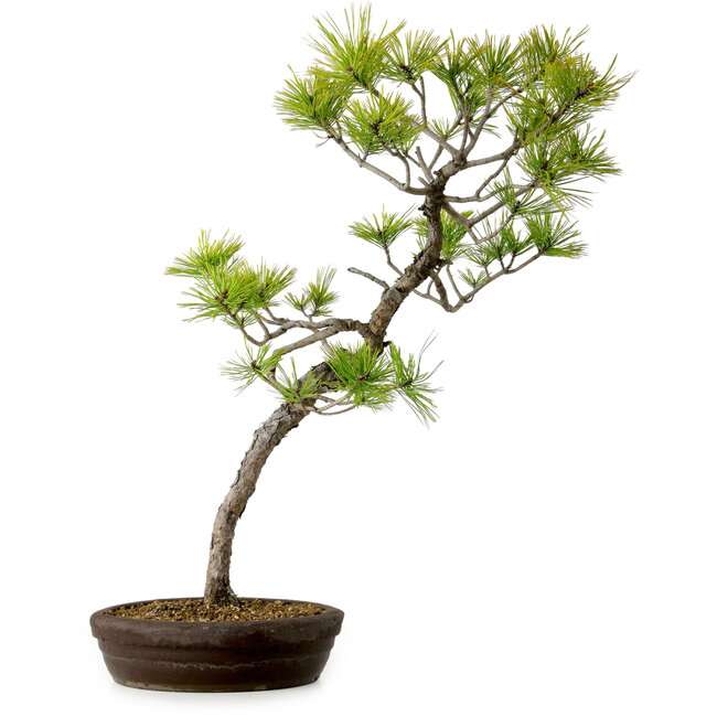 Pinus densiflora, 60 cm, ± 20 años de edad