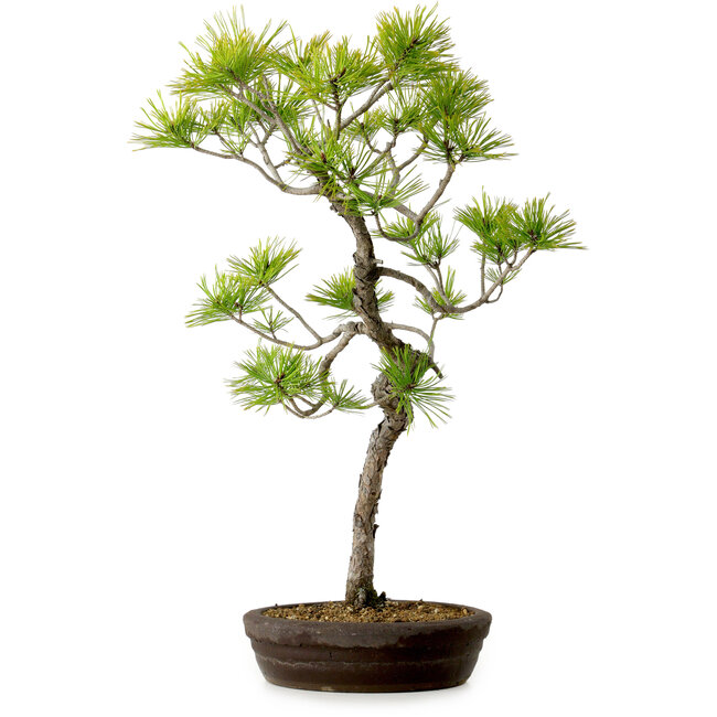Pinus densiflora, 60 cm, ± 20 anni