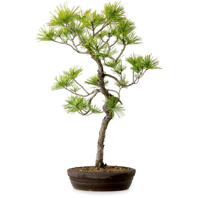 Pinus densiflora, 60 cm, ± 20 años de edad