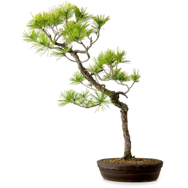 Pinus densiflora, 60 cm, ± 20 Jahre alt