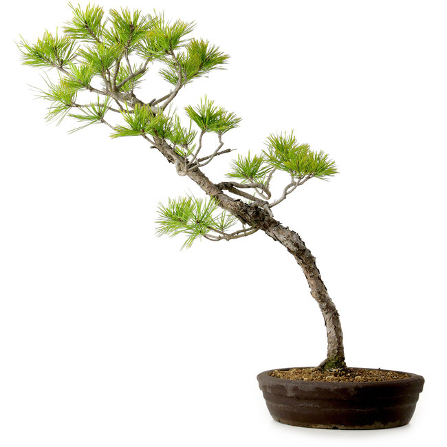 Pinus densiflora, 60 cm, ± 20 años de edad