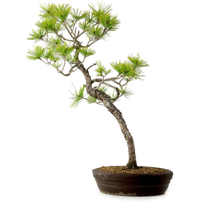 Pinus densiflora, 60 cm, ± 20 anni