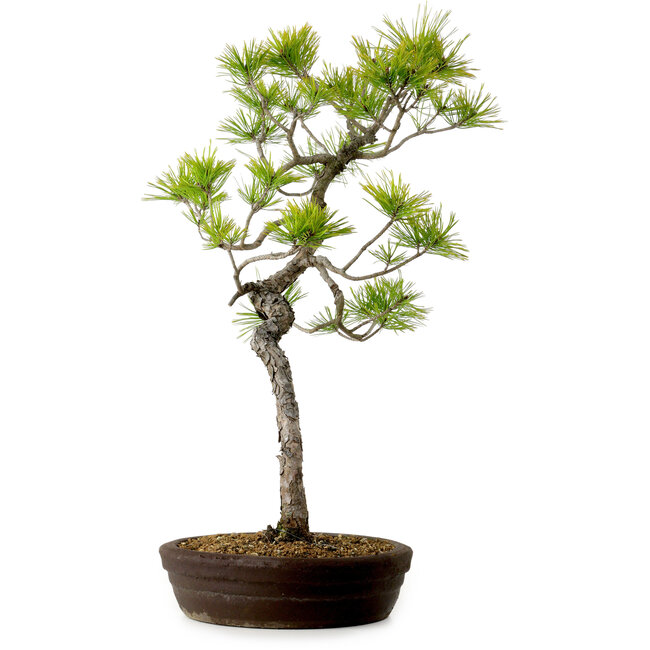 Pinus densiflora, 60 cm, ± 20 años de edad