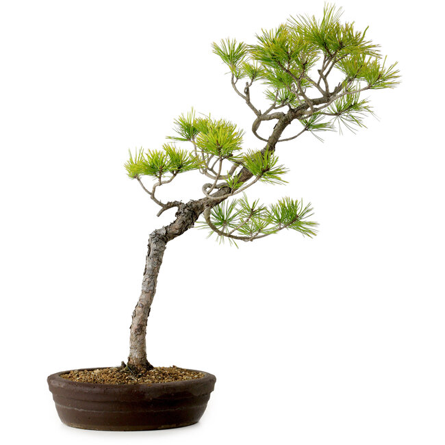 Pinus densiflora, 60 cm, ± 20 ans