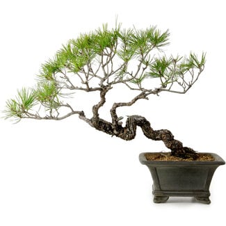 Pinus densiflora, 45 cm, ± 20 anni
