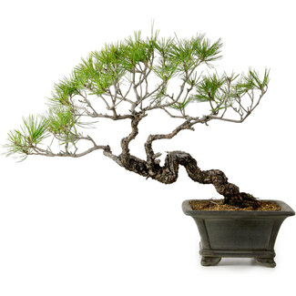 Pinus densiflora, 45 cm, ± 20 años de edad