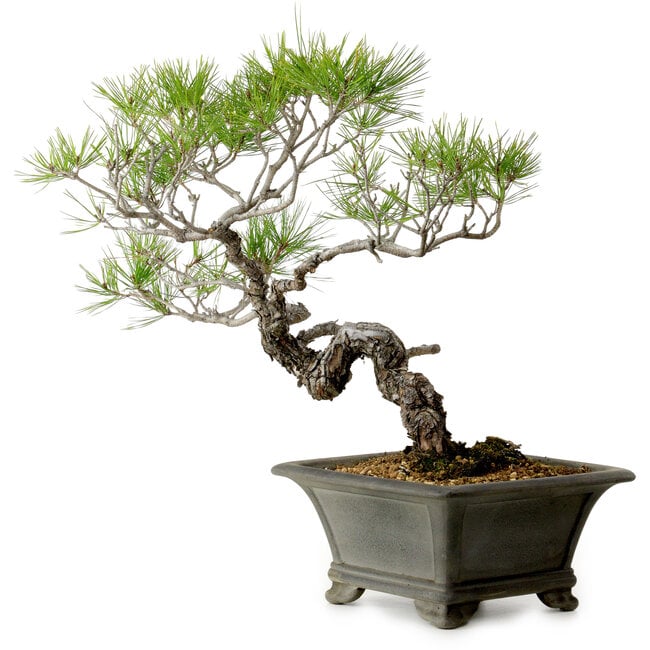 Pinus densiflora, 45 cm, ± 20 years old