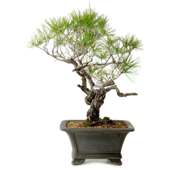 Pinus densiflora, 45 cm, ± 20 anni