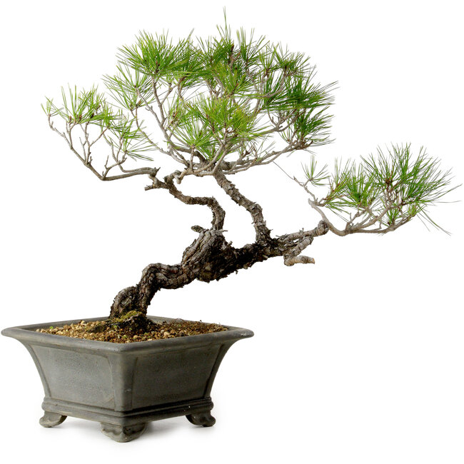 Pinus densiflora, 45 cm, ± 20 años de edad
