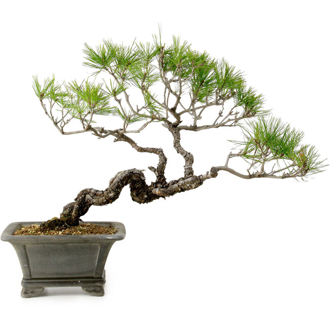 Pinus densiflora, 45 cm, ± 20 años de edad