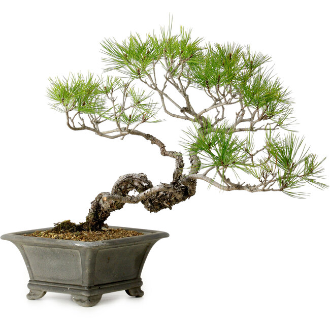 Pinus densiflora, 45 cm, ± 20 years old