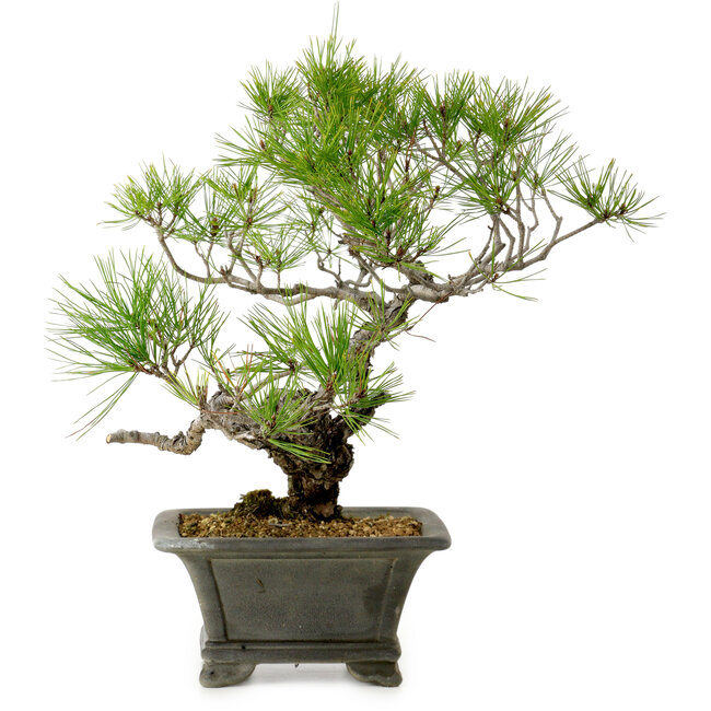 Pinus densiflora, 45 cm, ± 20 anni