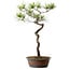 Pinus densiflora, 48 cm, ± 20 Jahre alt