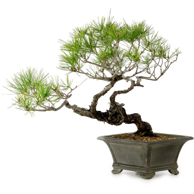 Pinus densiflora, 45 cm, ± 20 años de edad