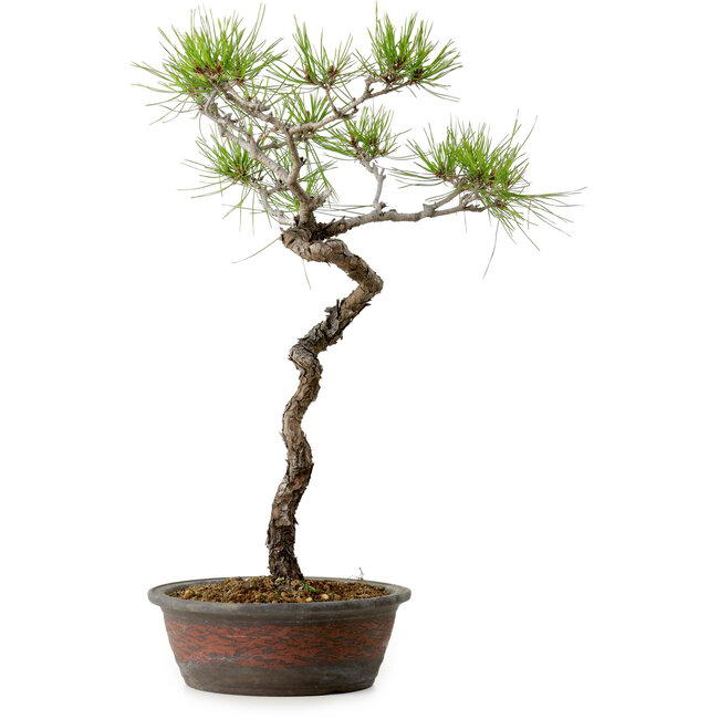 Pinus densiflora, 48 cm, ± 20 anni
