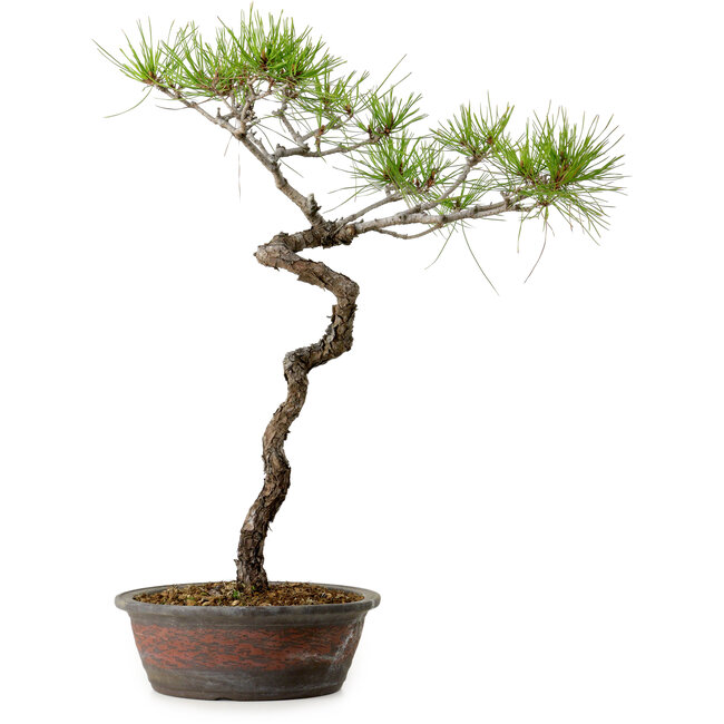 Pinus densiflora, 48 cm, ± 20 jaar oud