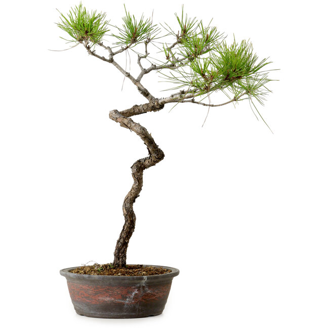 Pinus densiflora, 48 cm, ± 20 jaar oud