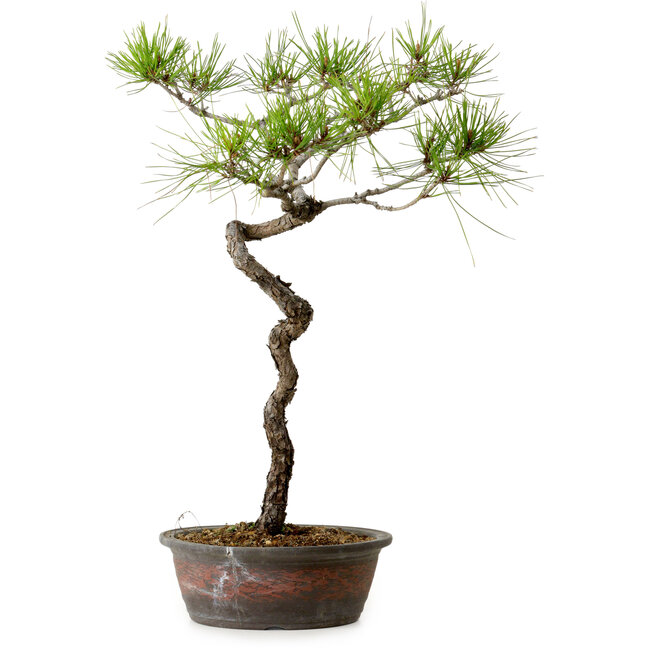 Pinus densiflora, 48 cm, ± 20 years old