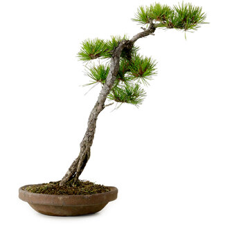 Pinus densiflora, 44 cm, ± 20 años de edad