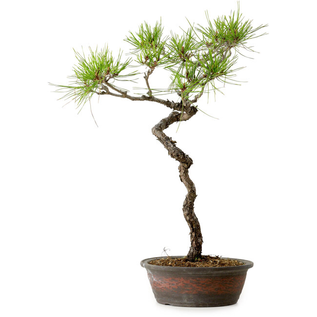 Pinus densiflora, 48 cm, ± 20 Jahre alt