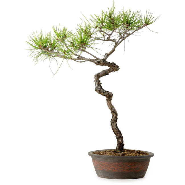 Pinus densiflora, 48 cm, ± 20 anni