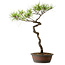 Pinus densiflora, 48 cm, ± 20 years old