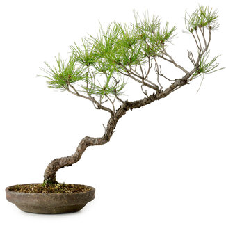 Pinus densiflora, 45 cm, ± 20 anni