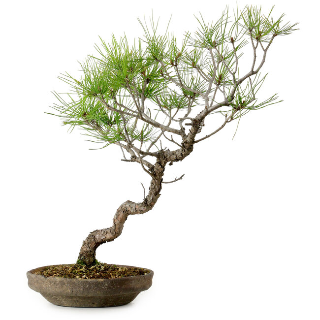 Pinus densiflora, 45 cm, ± 20 jaar oud