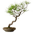 Pinus densiflora, 45 cm, ± 20 ans