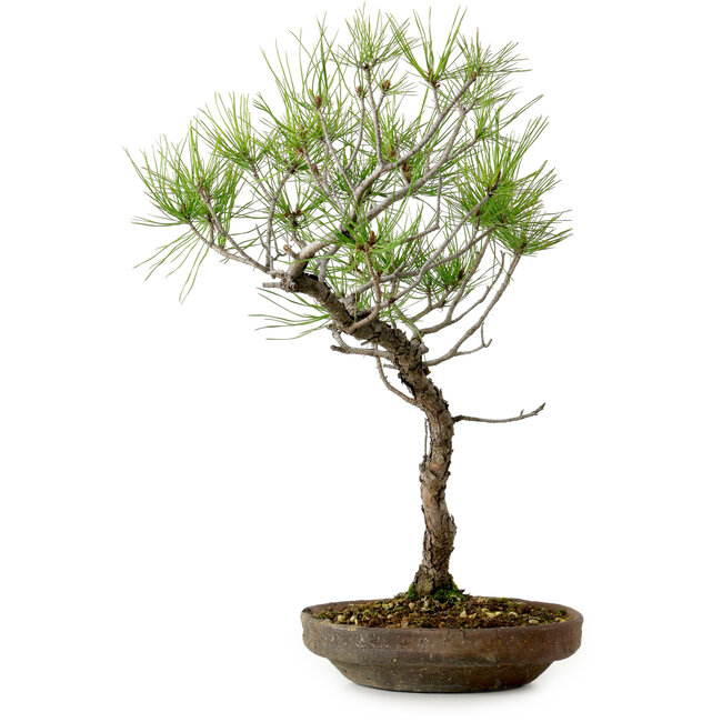 Pinus densiflora, 45 cm, ± 20 años de edad