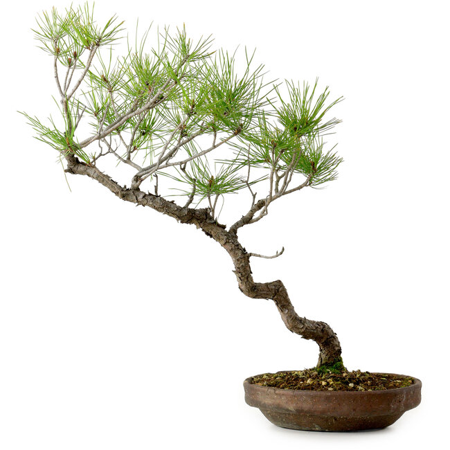 Pinus densiflora, 45 cm, ± 20 Jahre alt